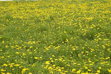 Image showing Spring flowers