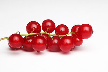 Image showing Fresh ripe currant