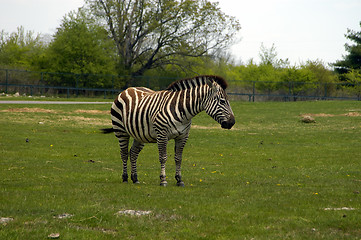 Image showing Zebra