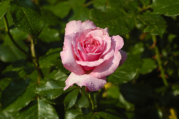 Image showing Solitary Rose