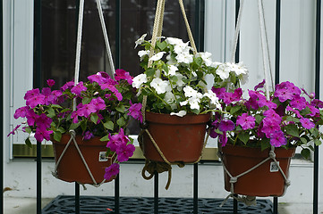 Image showing Flower Baskets