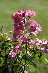 Image showing Spring Flowers