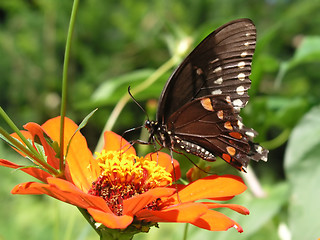 Image showing Butterfly