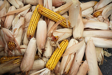 Image showing Maize cobs