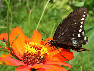 Image showing Butterfly