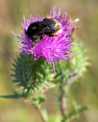 Image showing Bumblebee on Thistle Flower