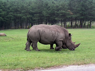 Image showing Rhino