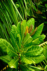 Image showing Croton