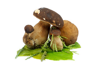 Image showing Porcini Mushrooms