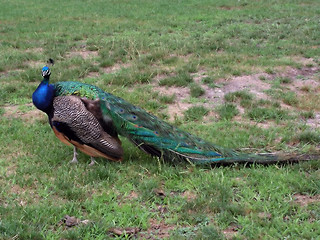 Image showing Peacock