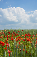 Image showing Poppies on blue sky background
