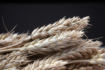 Image showing Wheat