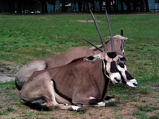 Image showing Pronghorns