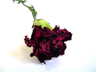 Image showing Dying Rose