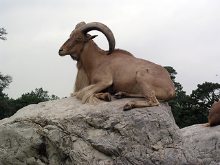 Image showing Ram