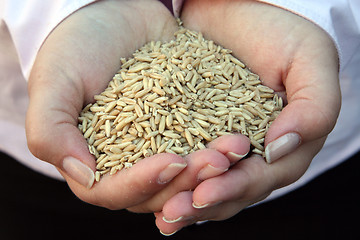 Image showing Wheat in woman's hand