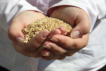 Image showing Wheat in woman's hand