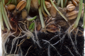 Image showing Growth wheat