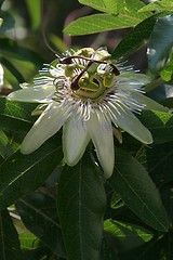 Image showing Passion Flower