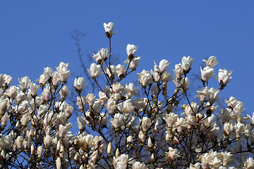 Image showing Blossoming magnolia
