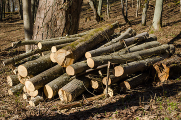 Image showing cut tree body firewood stack forest deforestation 