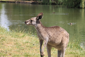 Image showing Kangaroo