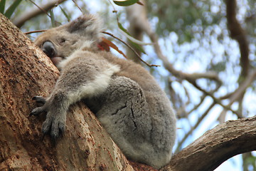 Image showing Koala 1