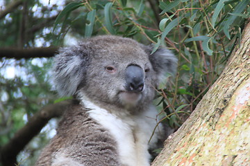 Image showing Koala 2