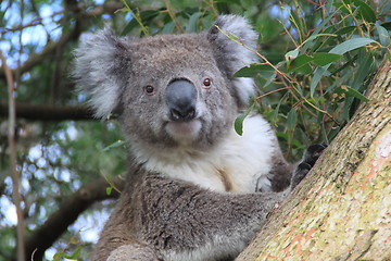 Image showing Koala 3