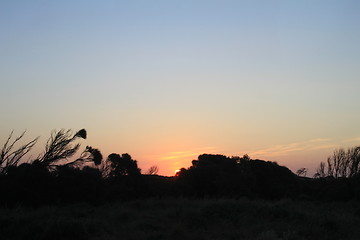 Image showing Sunset in the bush