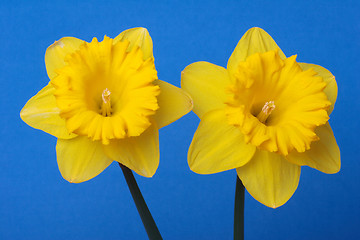 Image showing Daffodils