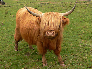 Image showing Highland cow (c)