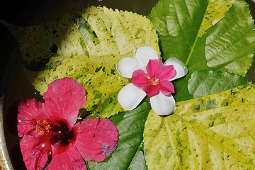 Image showing water cup with beautiful flowers background