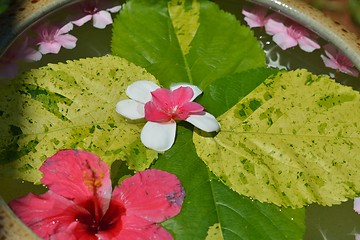 Image showing water cup with beautiful flowers background