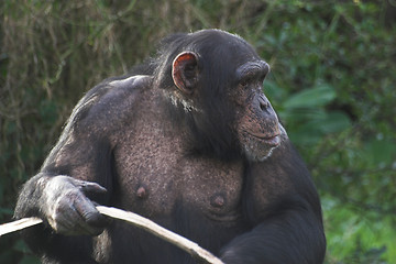 Image showing Chimp