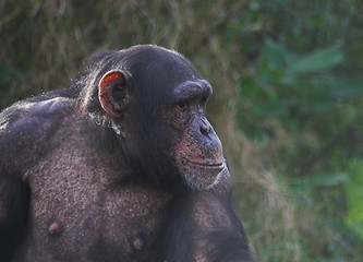 Image showing Chimp