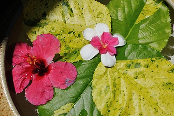 Image showing water cup with beautiful flowers background