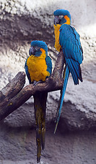 Image showing Parrots