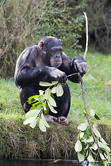 Image showing Chimp