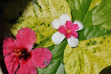 Image showing water cup with beautiful flowers background