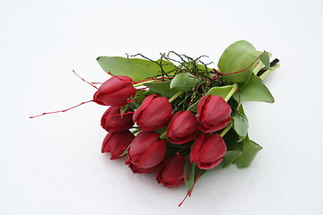 Image showing Bunch of red tulips on white snow