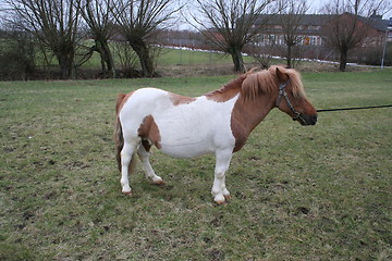 Image showing Shetland pony