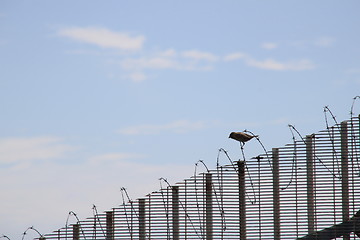 Image showing Defiant bird