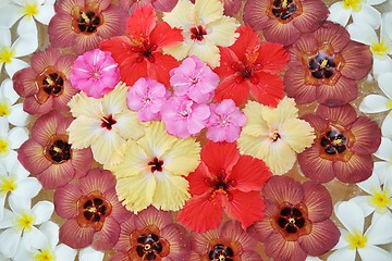 Image showing water cup with beautiful flowers background