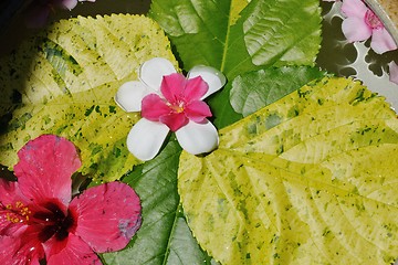 Image showing water cup with beautiful flowers background