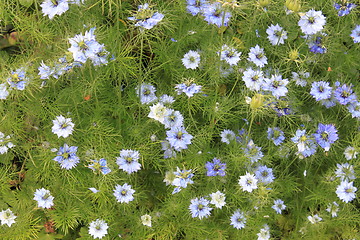 Image showing Blue flowers