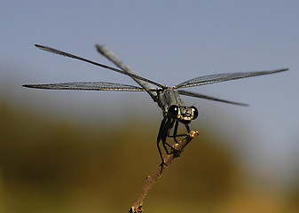 Image showing Dragonfly