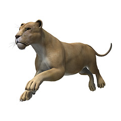 Image showing Lioness