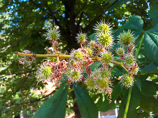 Image showing Castanea on tree