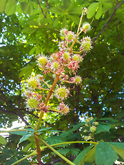 Image showing Castanea on tree